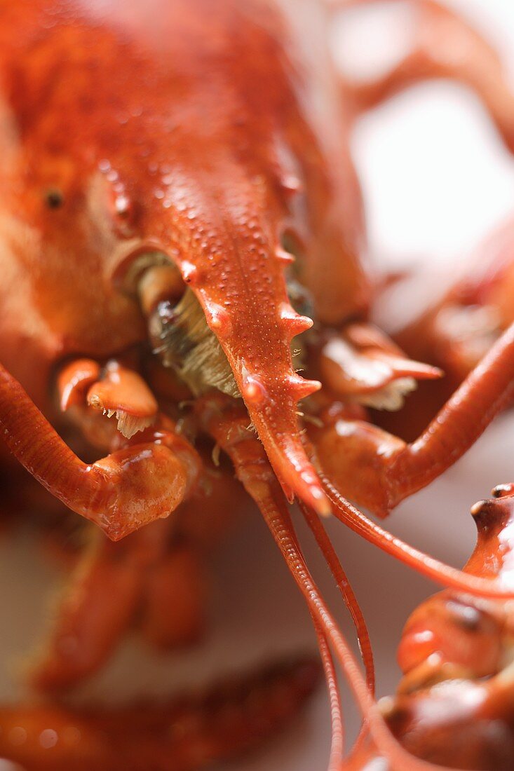 Cooked lobster (detail of head)