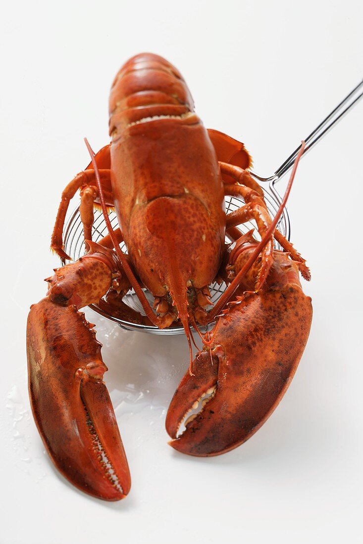 Cooked lobster on ladle