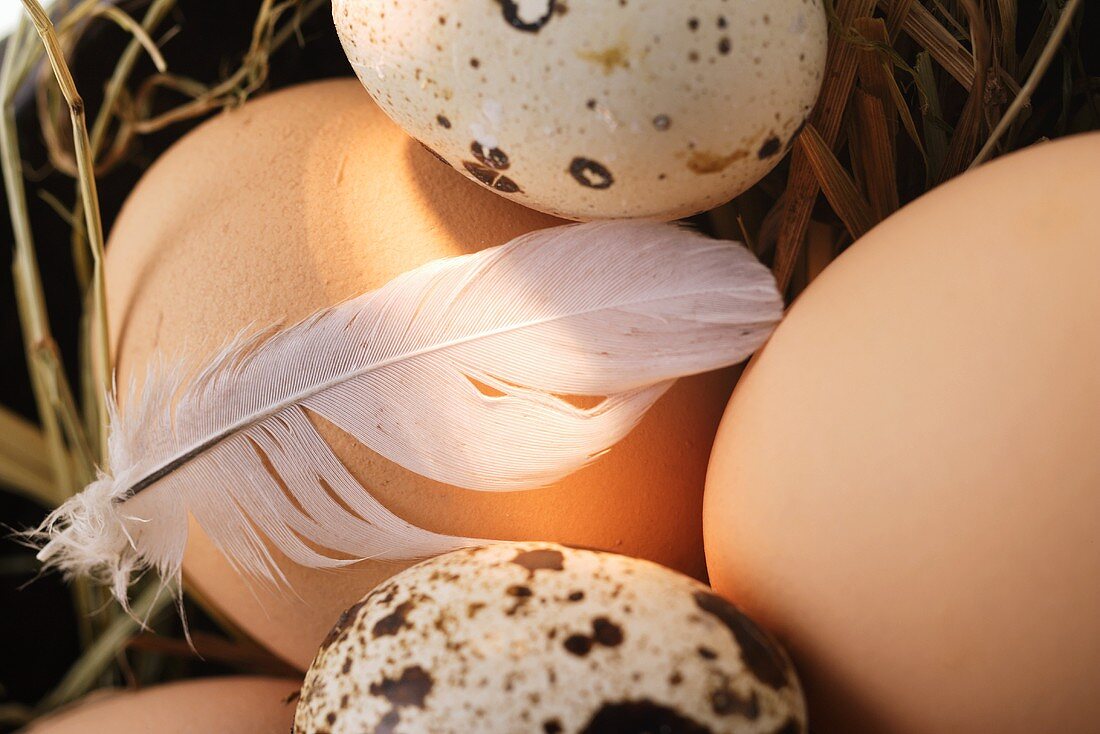 Braune Eier, Wachteleier und Feder auf Stroh