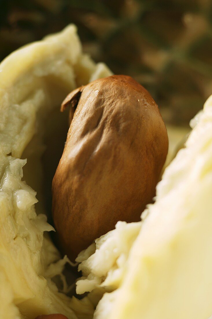 Durian (Detail vom Fruchtfleisch mit Kern)