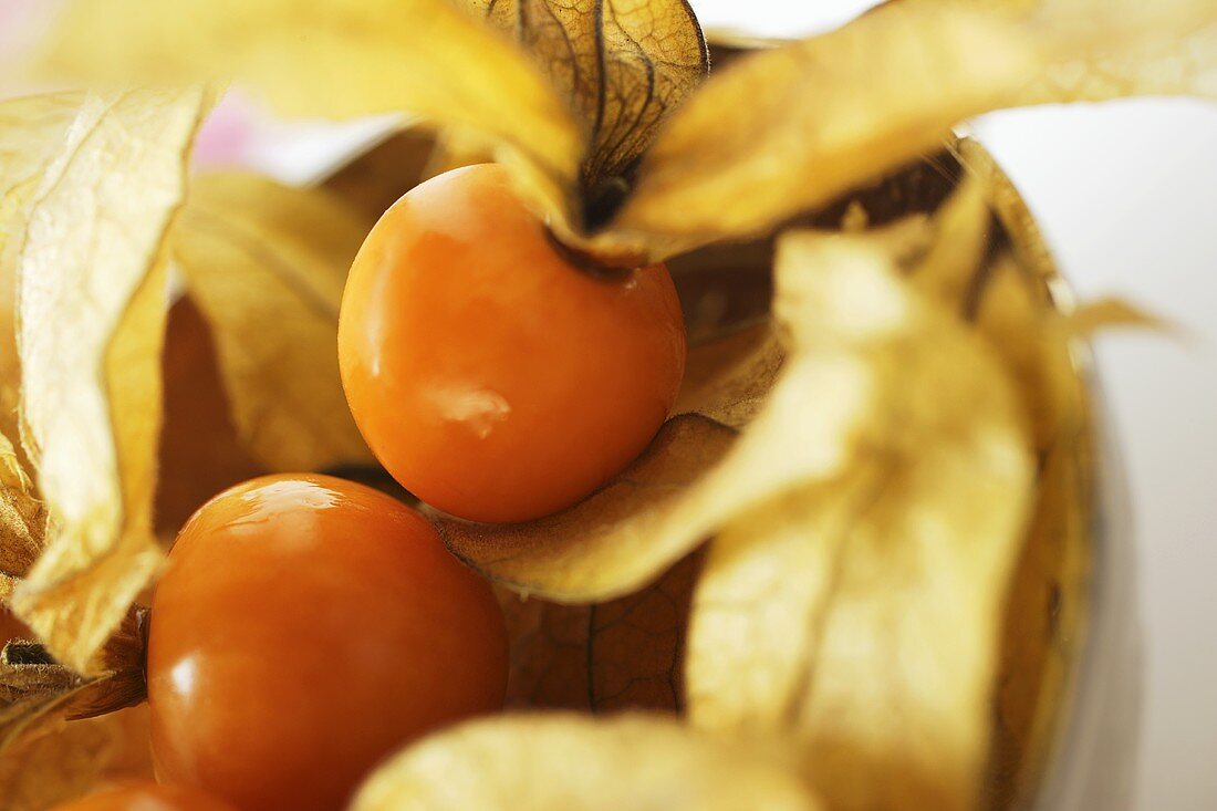 Physalis mit Hüllen in einer Schale