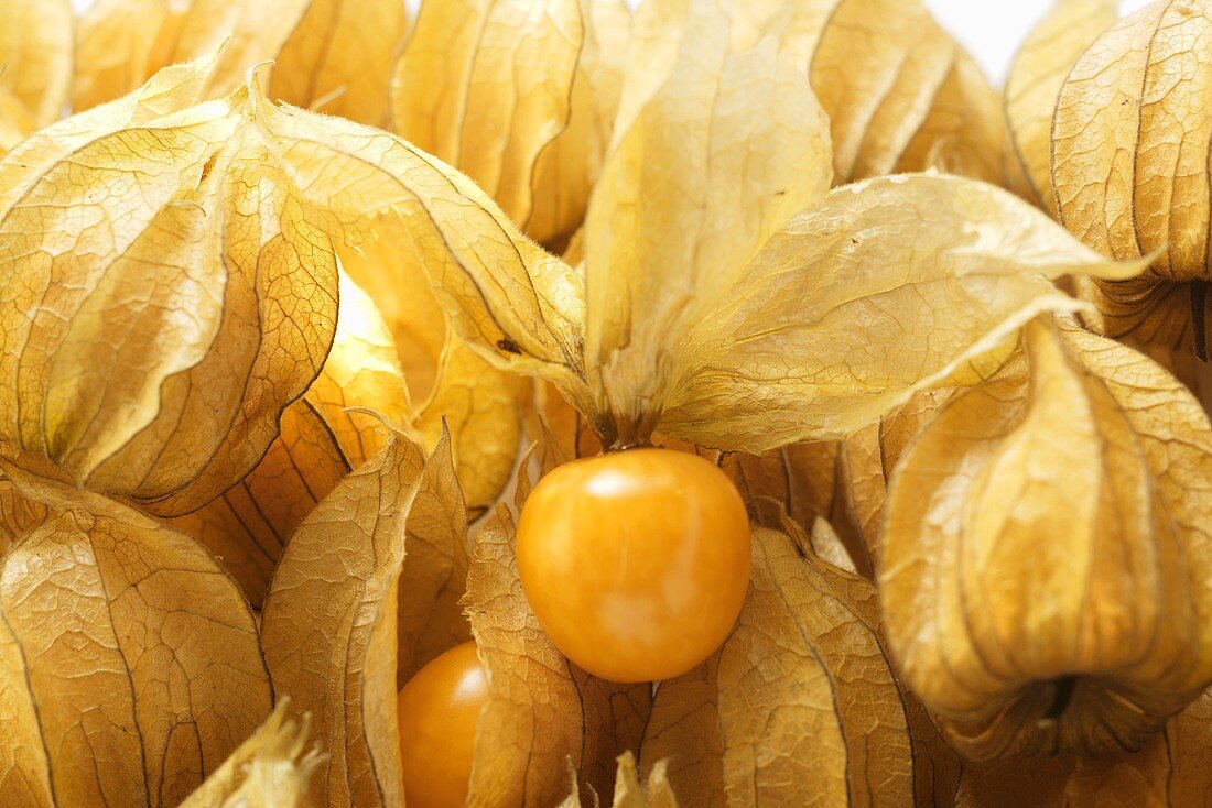 Mehrere Physalis mit und ohne Hüllen (Ausschnitt)