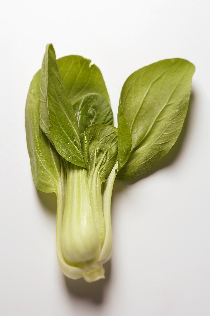 Mini-Pak Choi