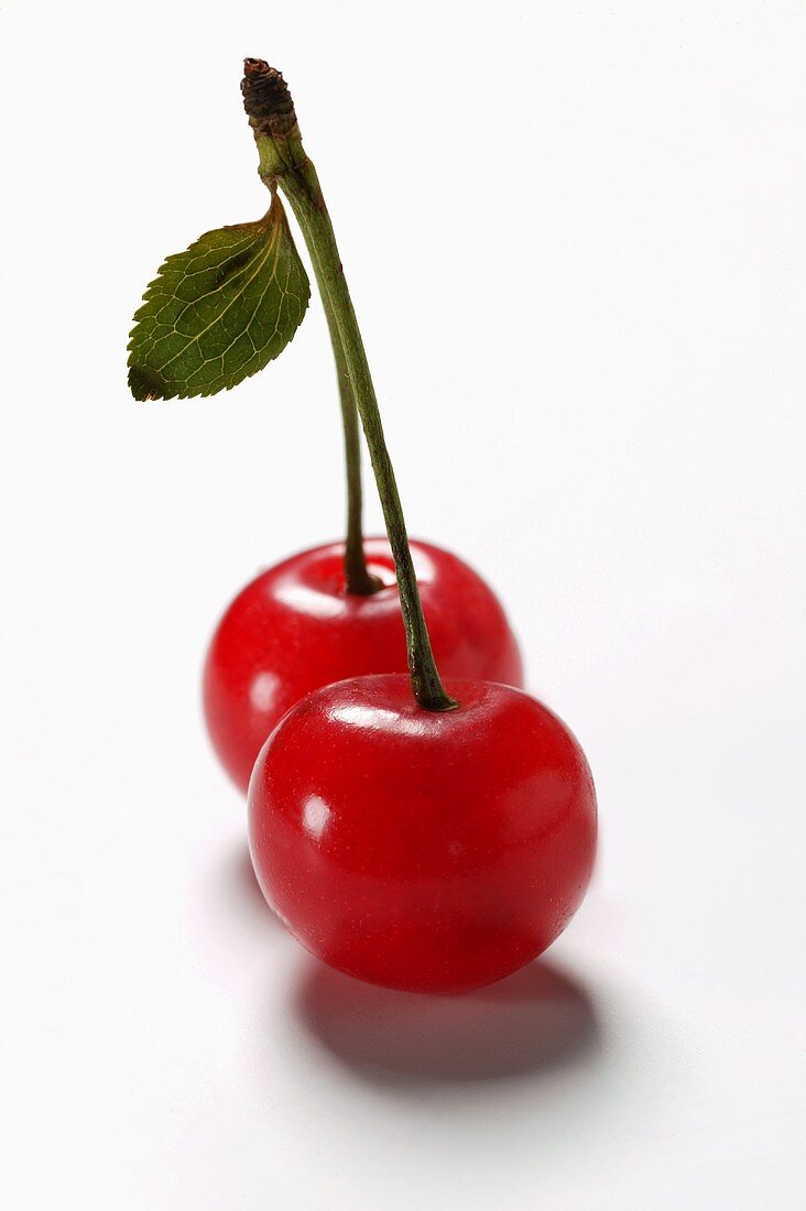 A pair of sour cherries with stalk and leaf