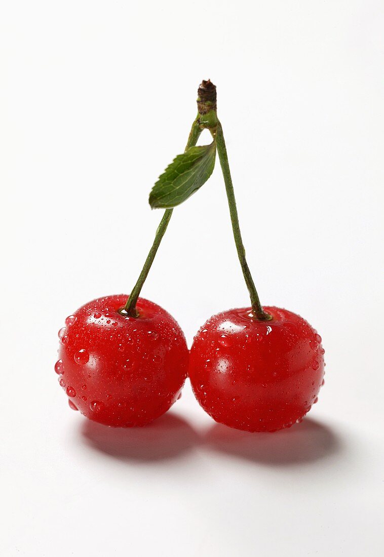 A pair of sour cherries with drops of water