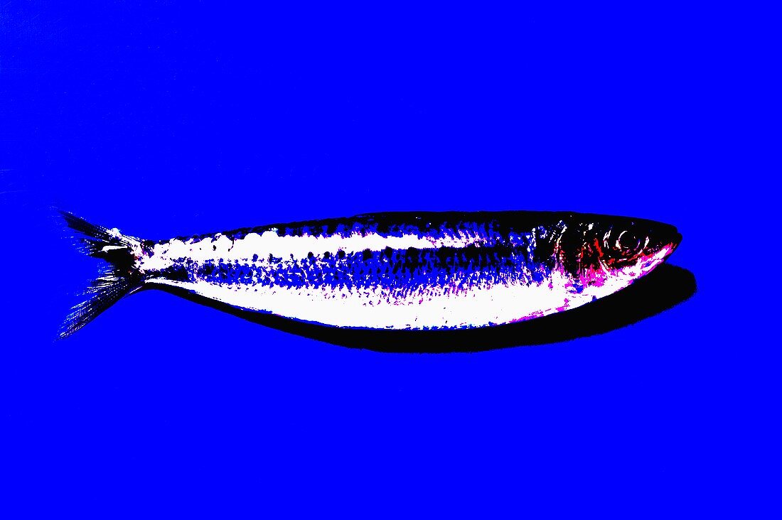 Eine Sardine auf blauem Untergrund, effektvoll fotografiert