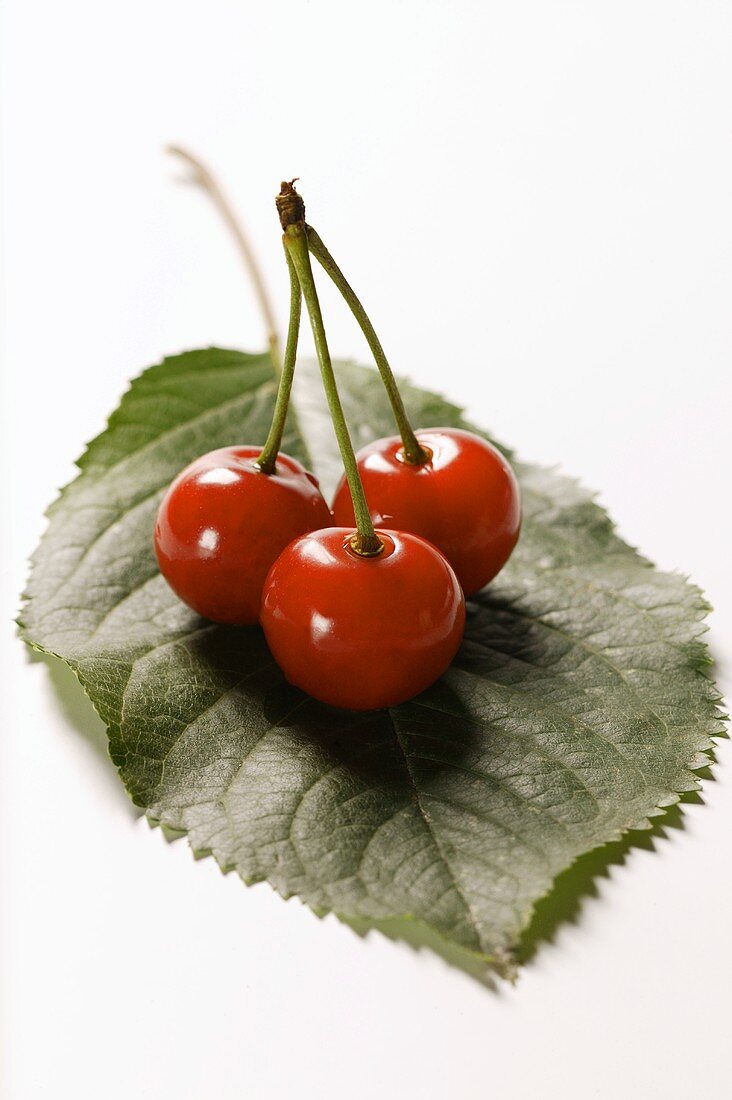 Three sour cherries on stalk on leaf