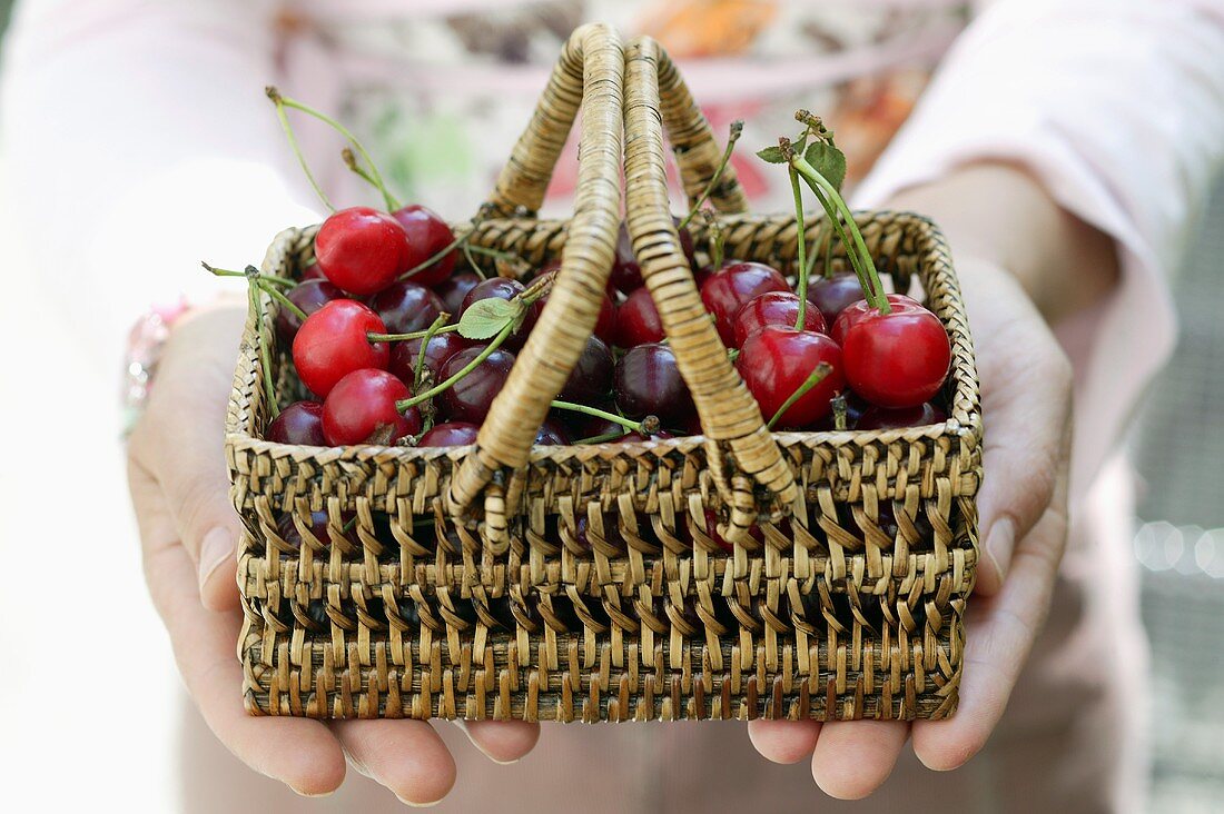 Hands holding basket of red cherries