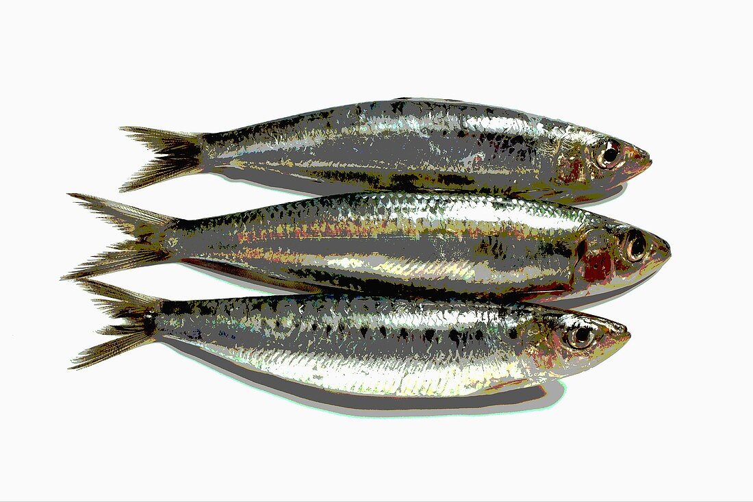 Three sardines, photographed with special effect