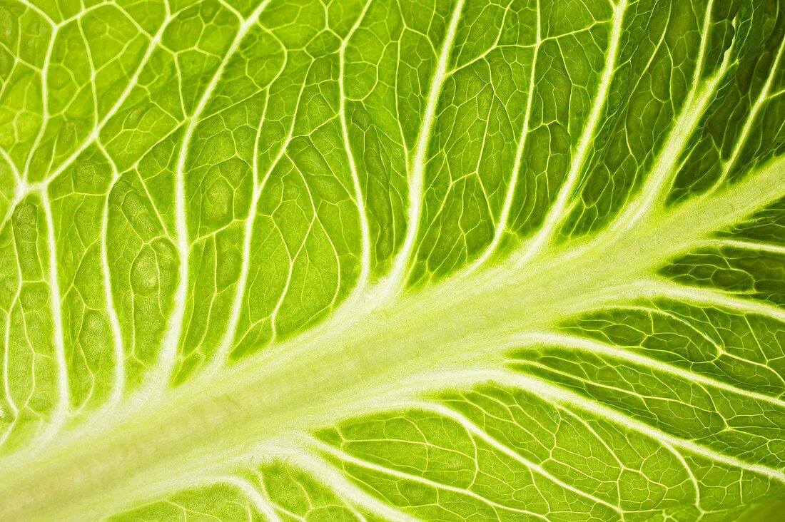 Savoy cabbage leaf (detail)