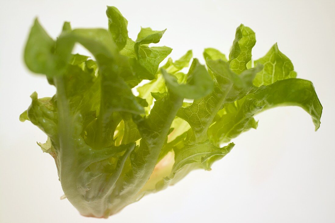 Oak leaf lettuce (loose-leaf lettuce)
