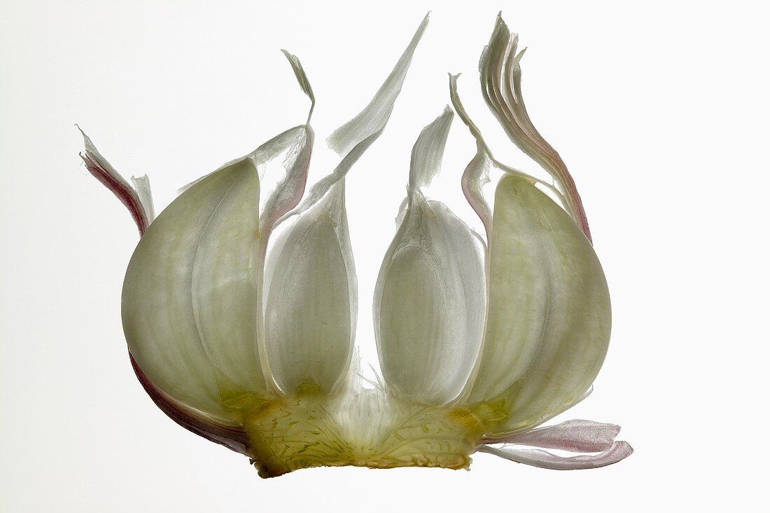 Garlic, backlit