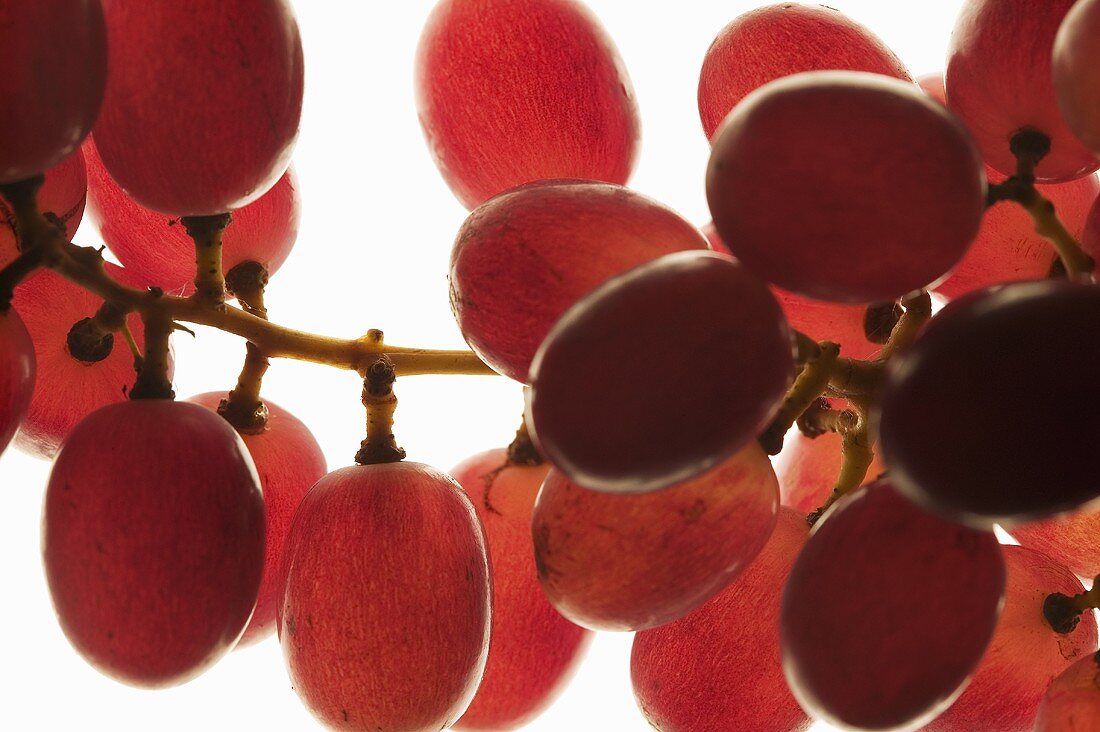 Red grapes, backlit