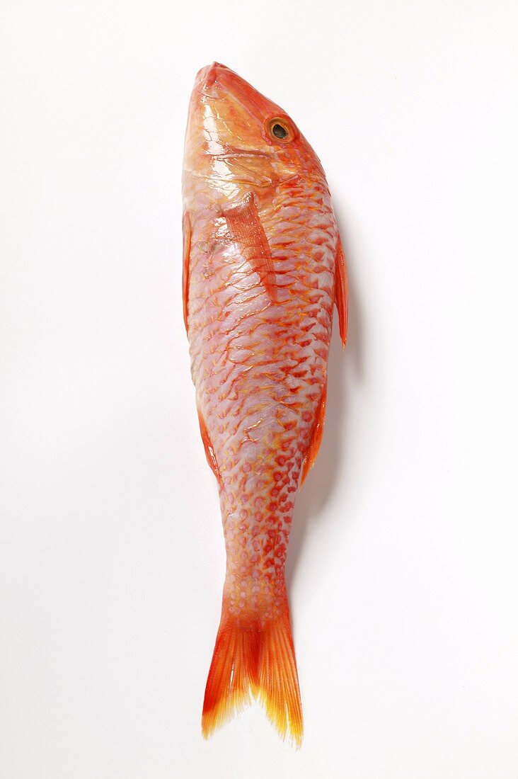 Fresh red mullet