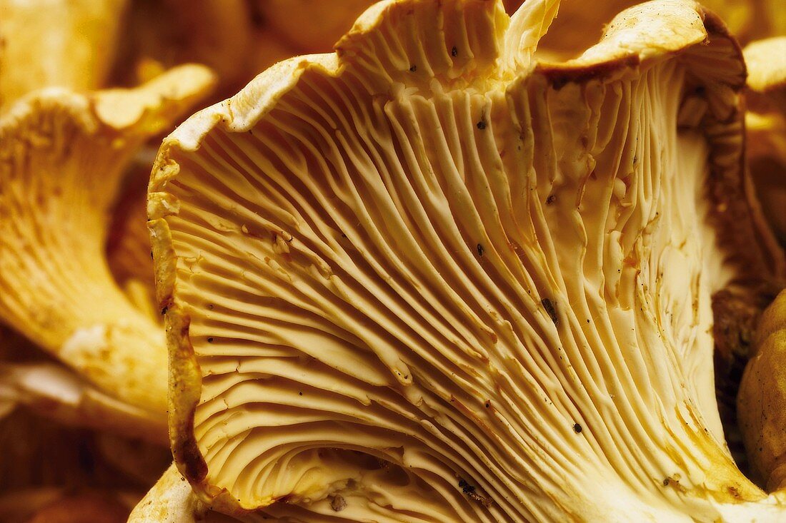 Chanterelles (close-up)