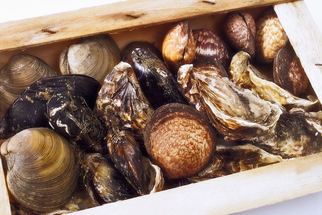 Fresh shellfish in crate