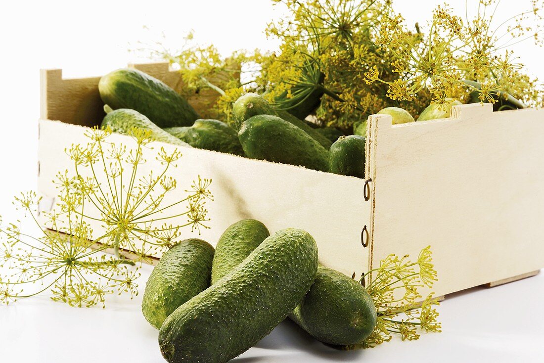 Gherkins and dill in a crate