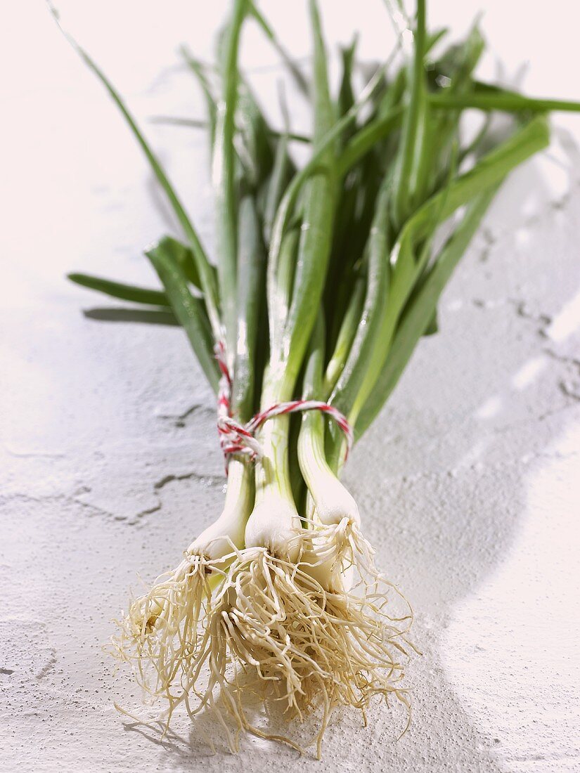 Spring onions, in a bunch