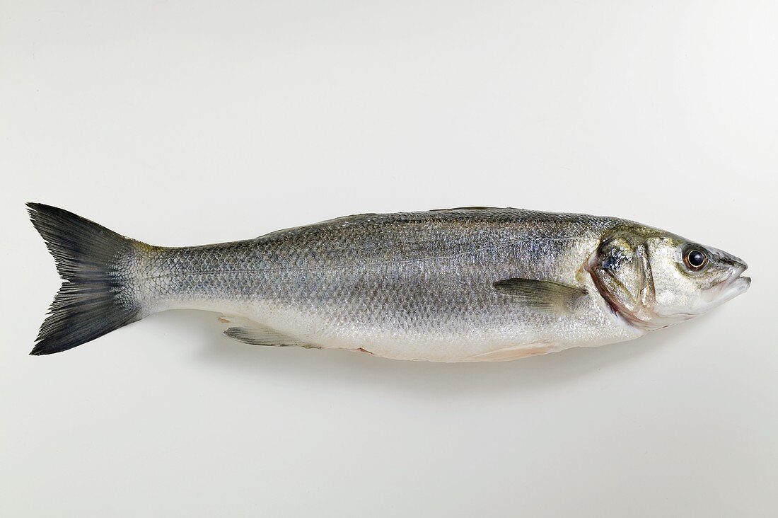 Fresh sea bass