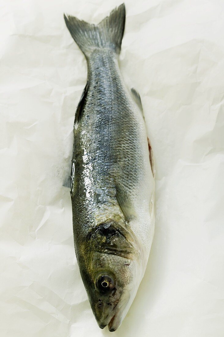 Fresh sea bass on paper