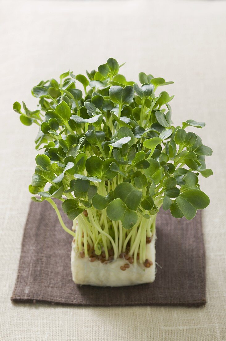 Daikon cress – License Images – 928660 ❘ StockFood