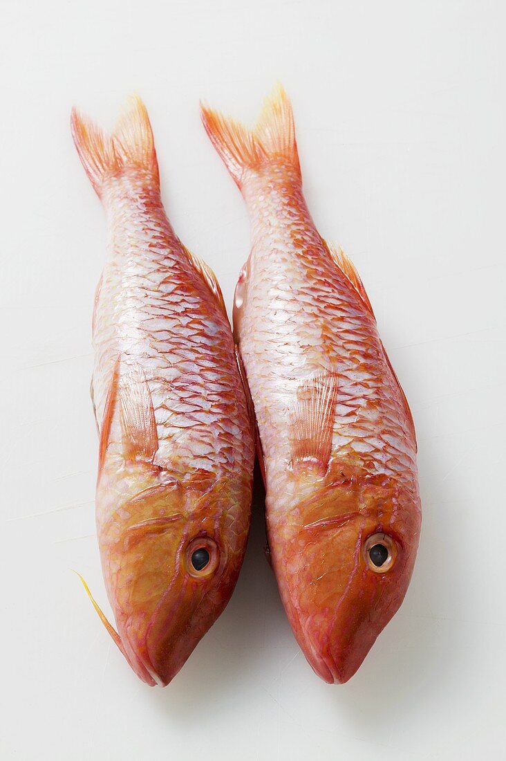 Two fresh red mullet