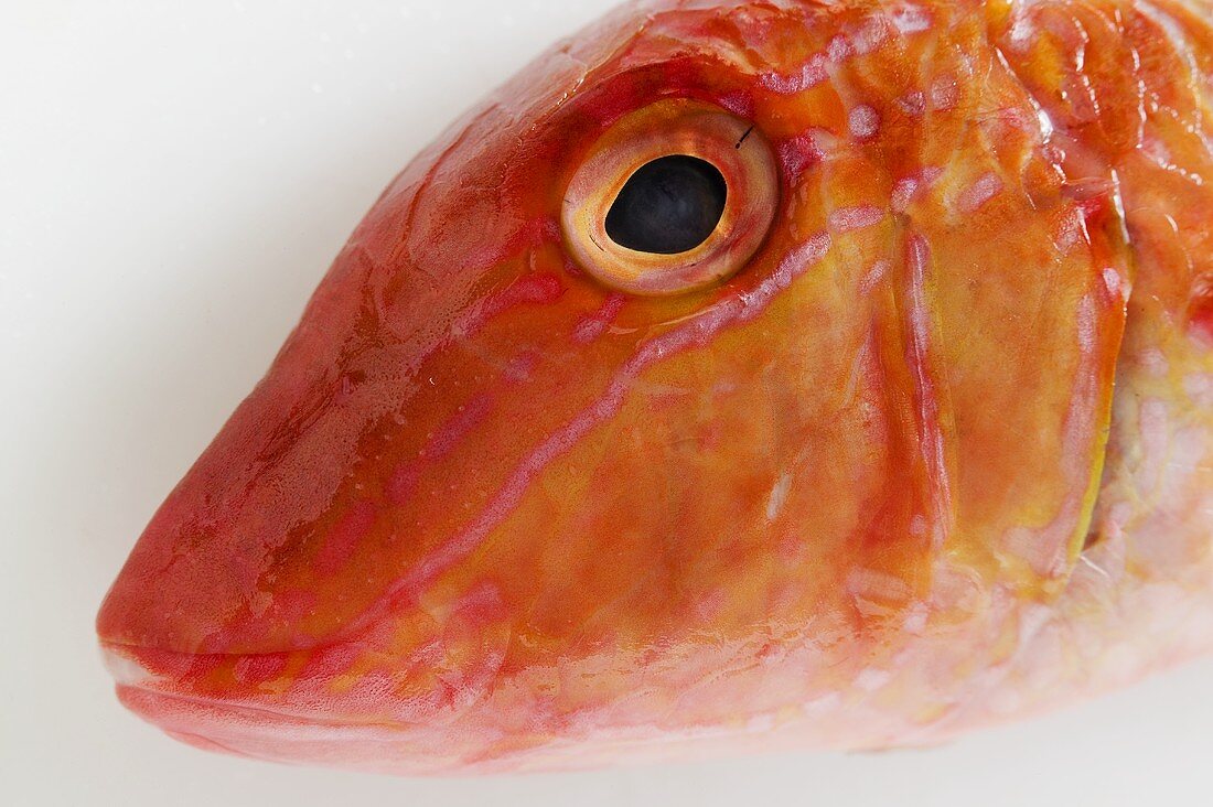 Fresh red mullet (detail of head)