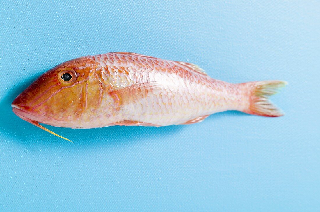 Fresh red mullet on blue background