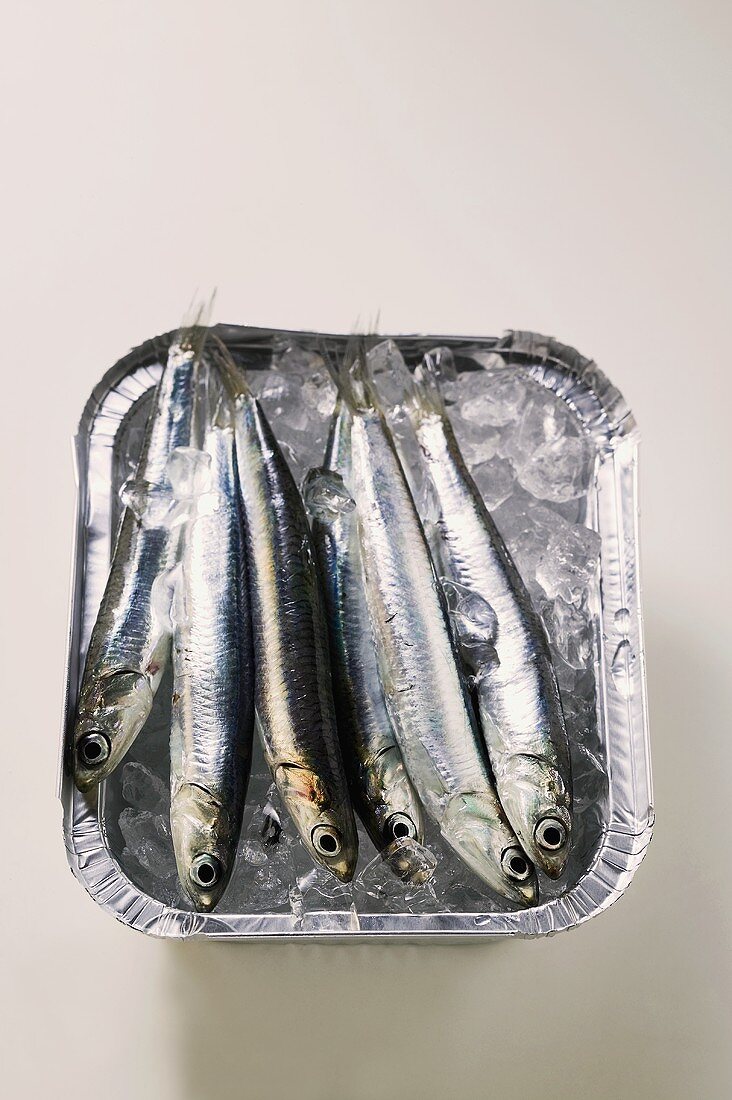 Several fresh anchovies in aluminium dish with ice