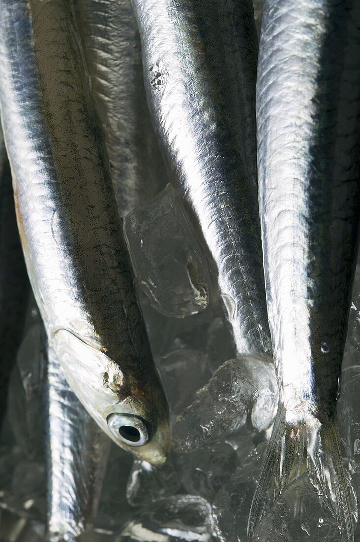 Several fresh anchovies on ice