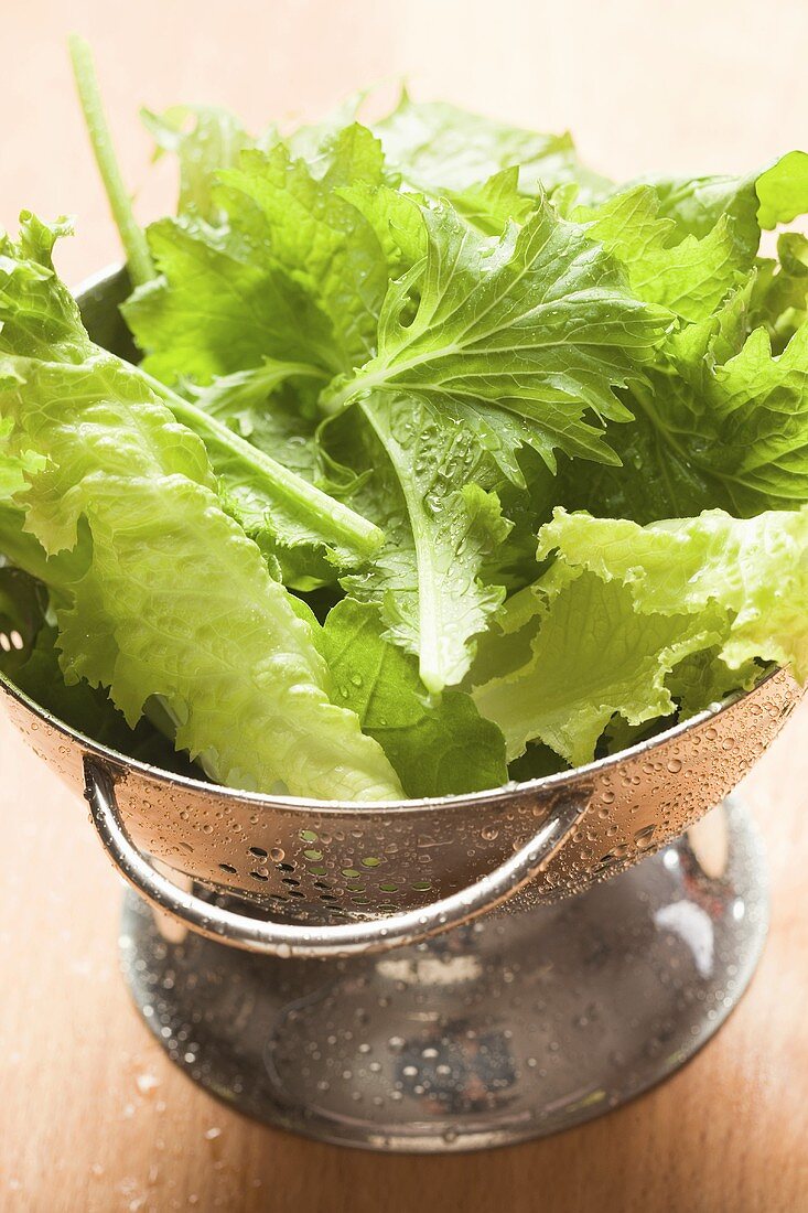 Frisch gewaschener Blattsalat im Salatsieb