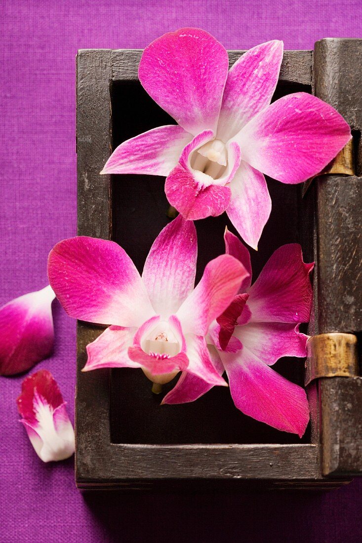 Thailändische Tischdeko: Orchideen in Holzkiste