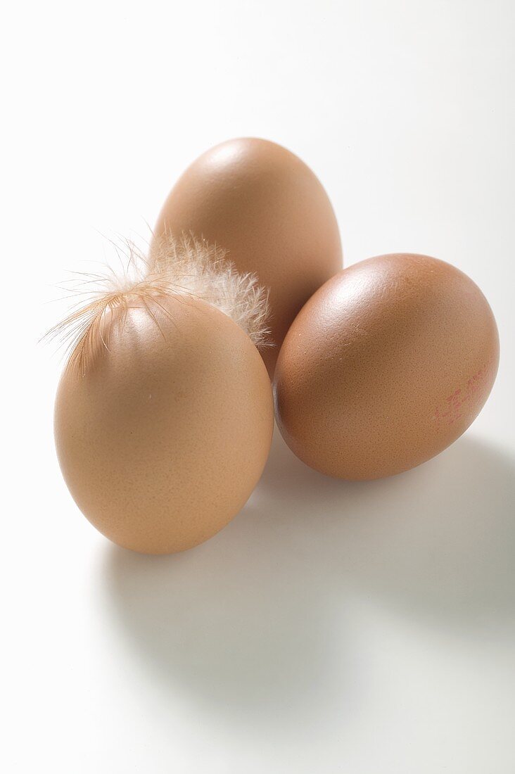 Three brown eggs with feather