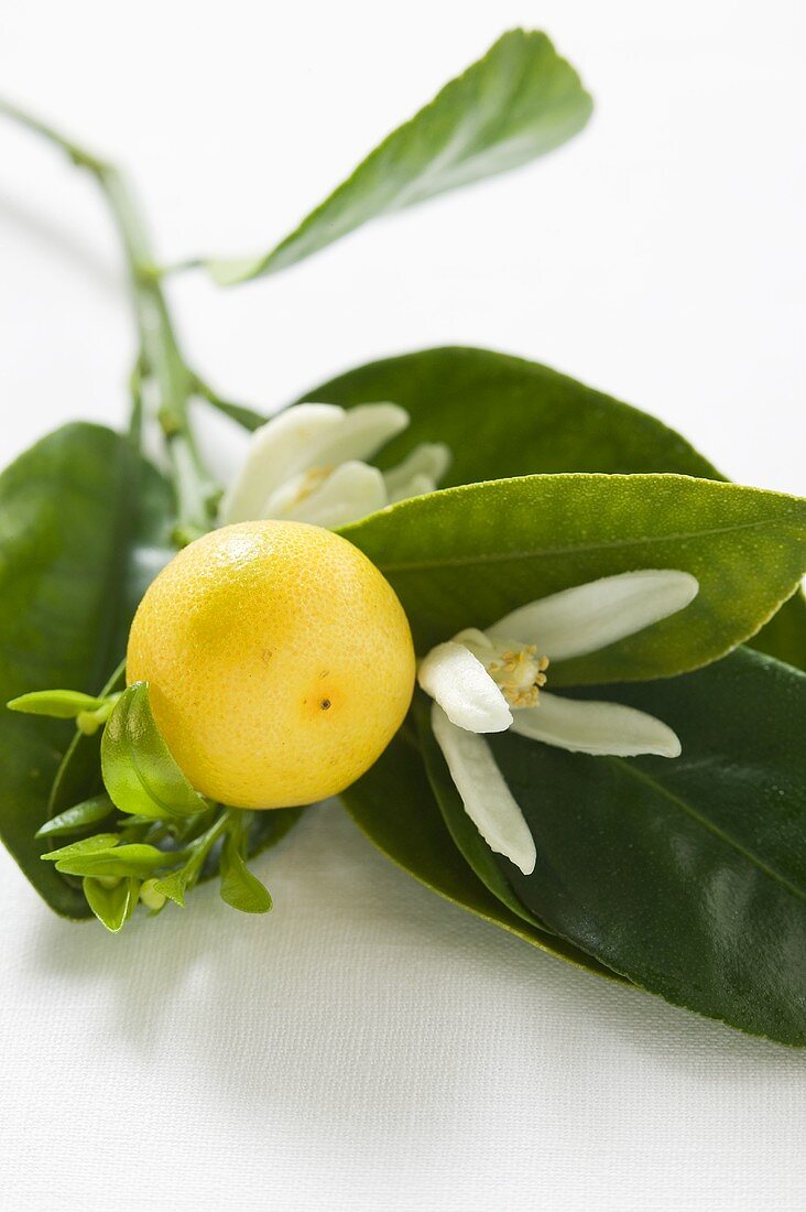 Kleine Grapefruit am Zweig mit Blättern und Blüten