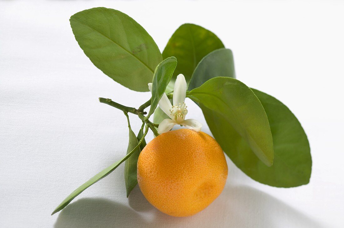 Kleine Orange am Zweig mit Blättern und Blüte