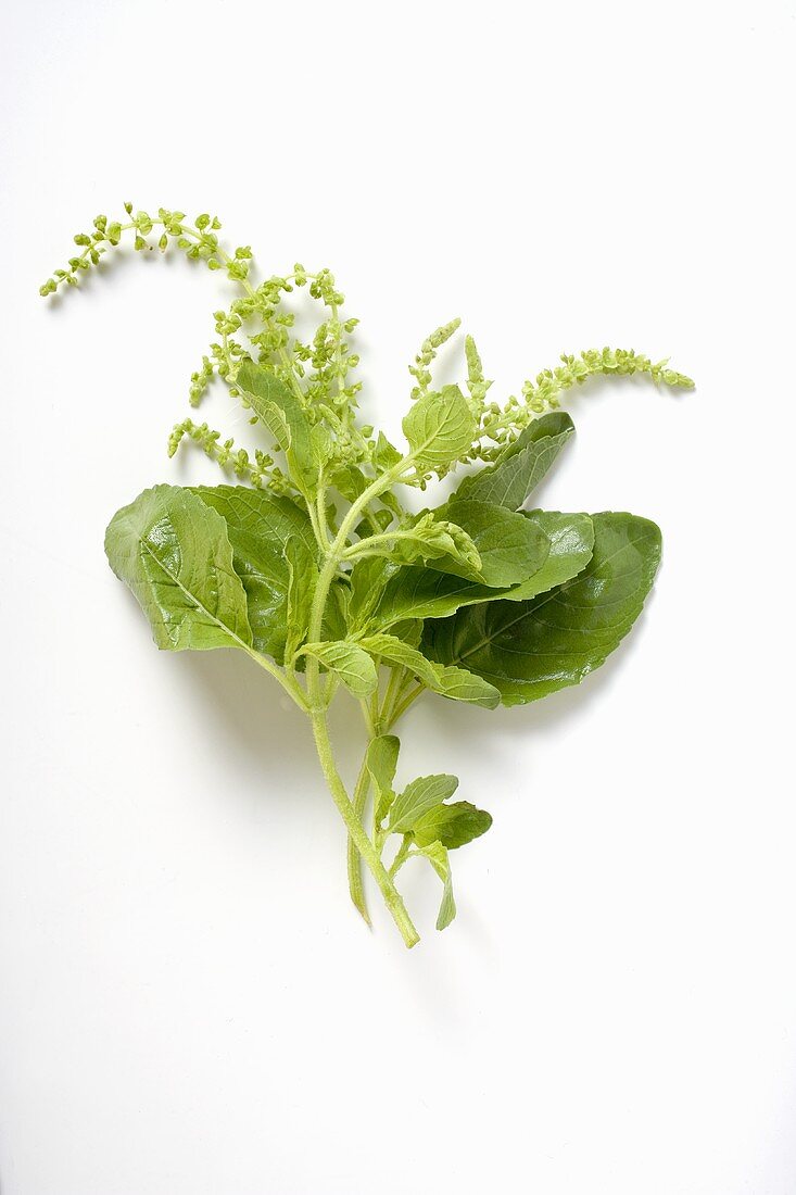 Fresh basil with flowers