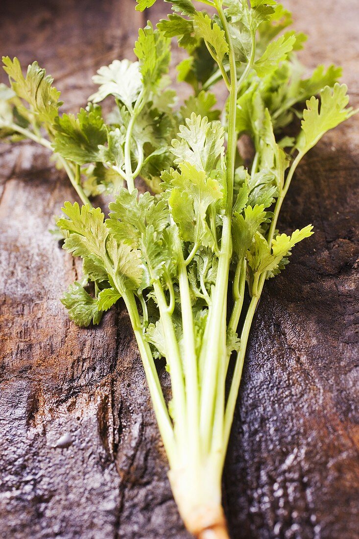 Coriander with root on wooden background