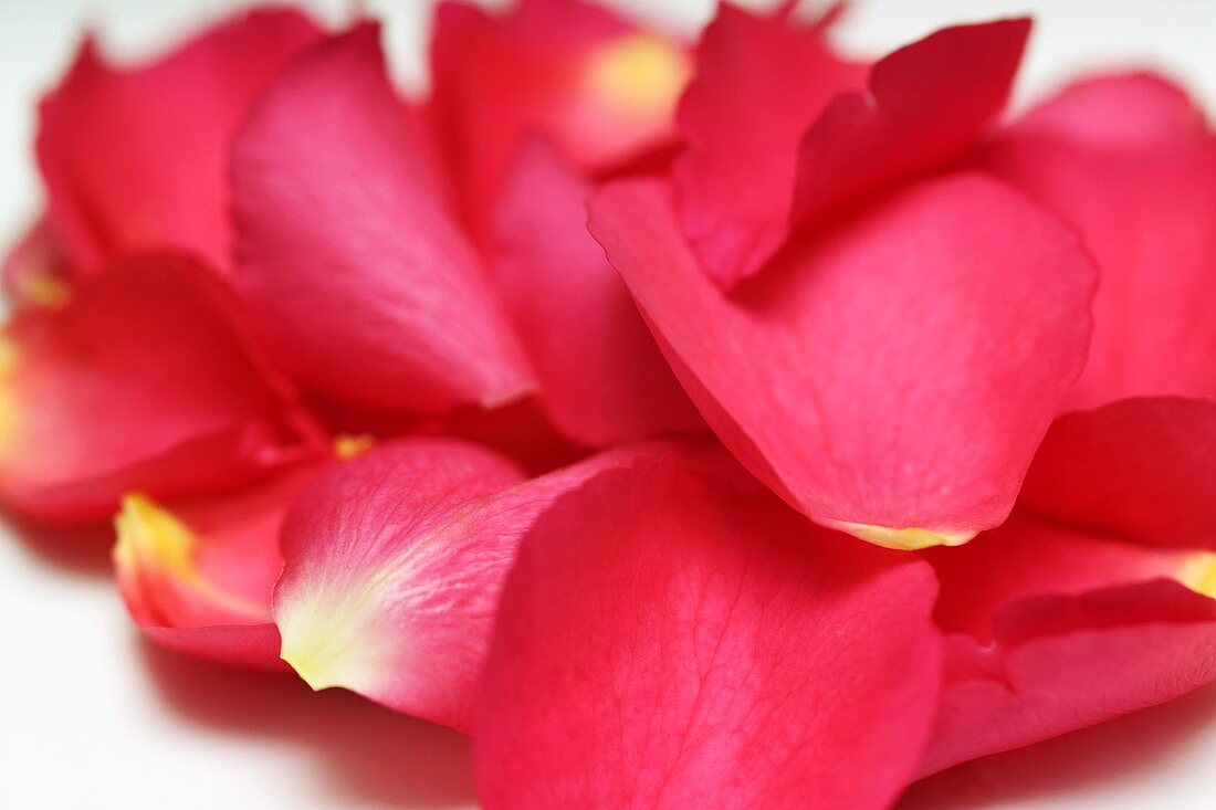 Pink rose petals