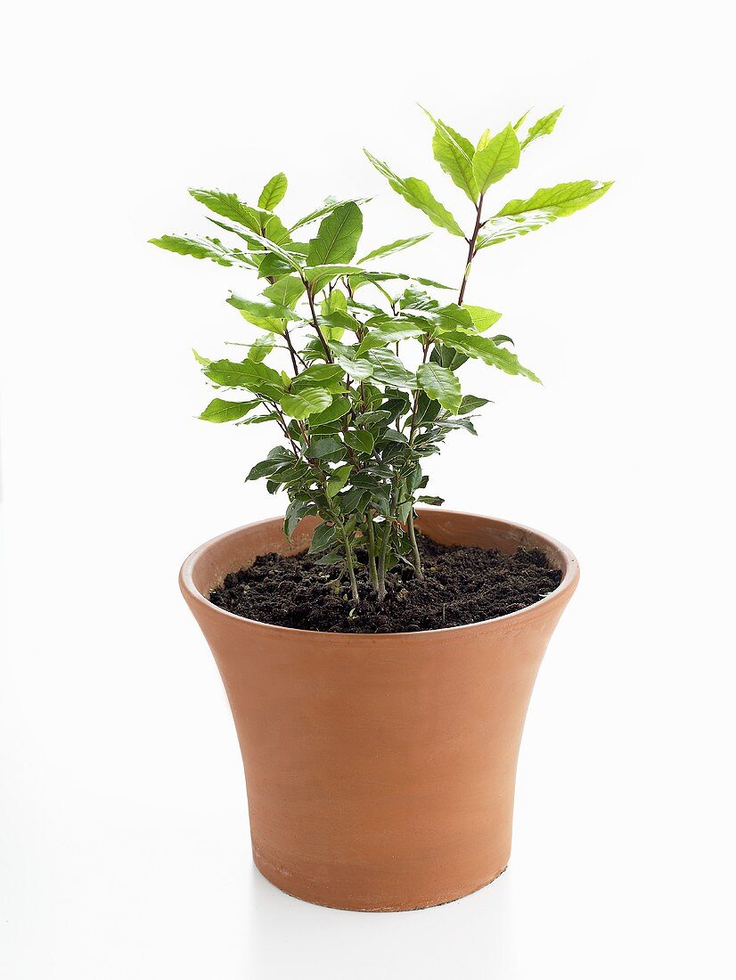 Bay plant in pot