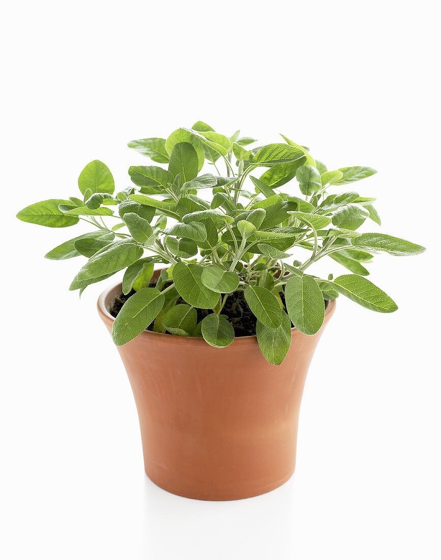 Sage in pot