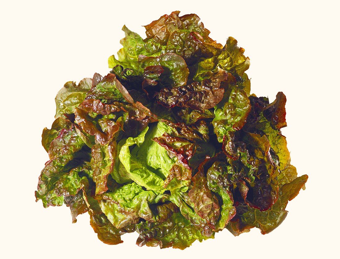 Red Lettuce