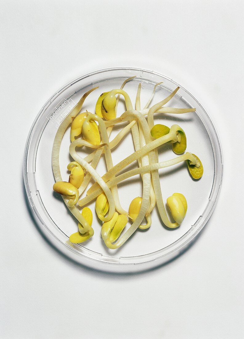 Mung bean sprouts in a small bowl