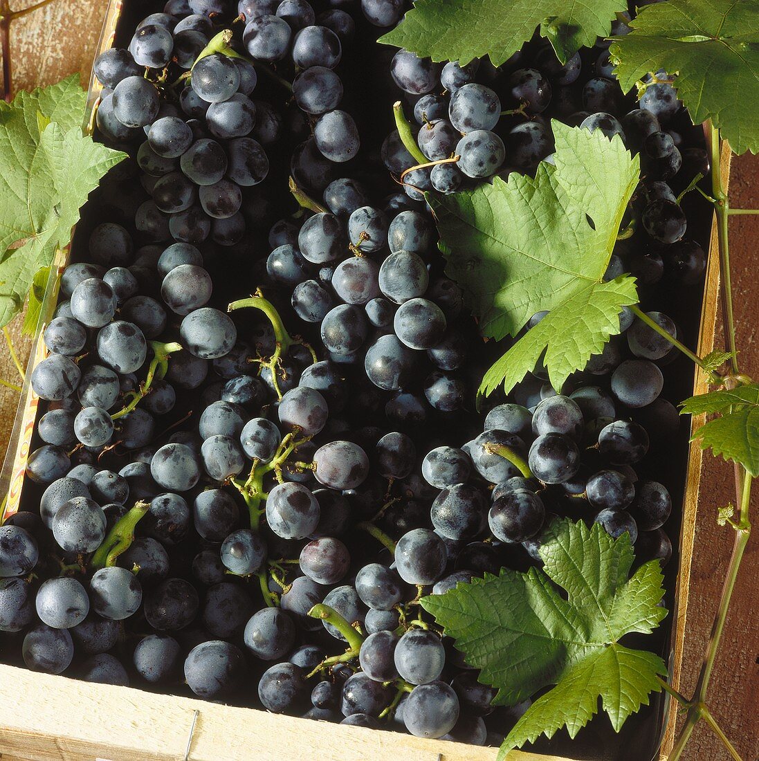 Black table grapes with leaves in a crate (close-up)