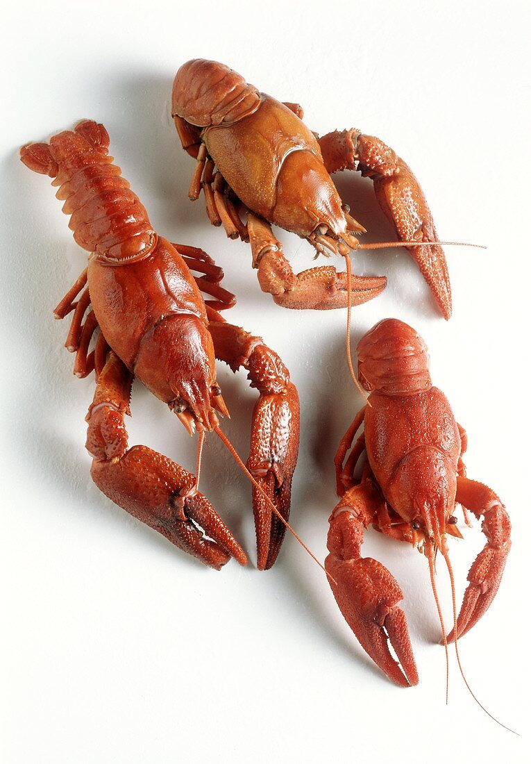 Three boiled Freshwater Crayfish