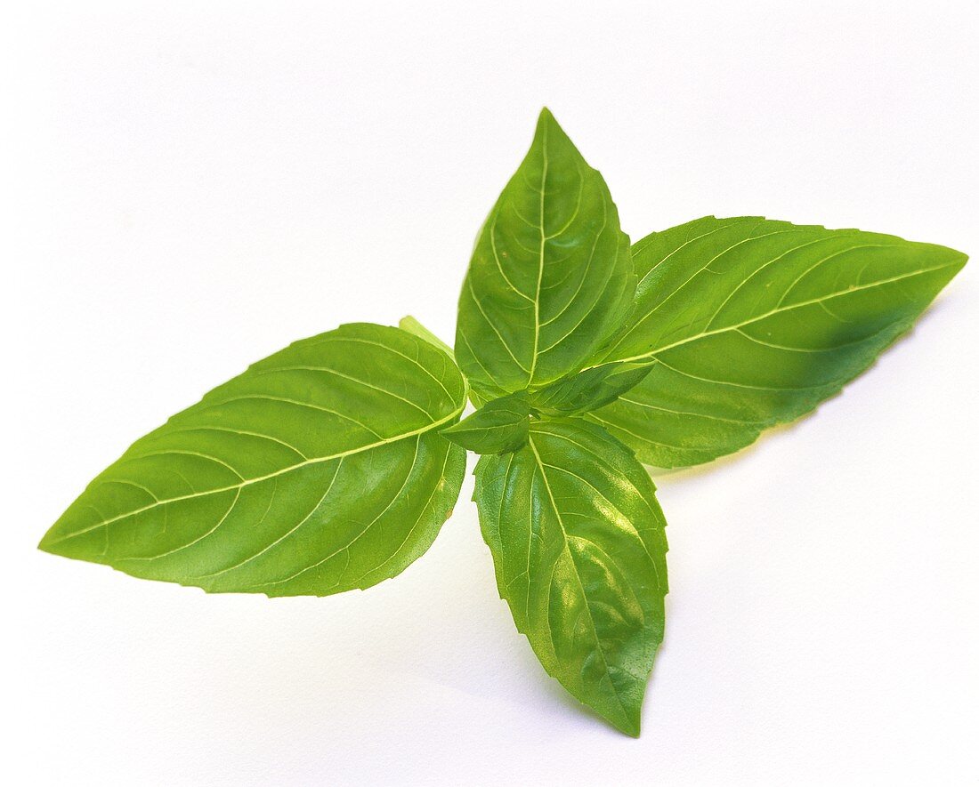 Sprig of basil on a white background