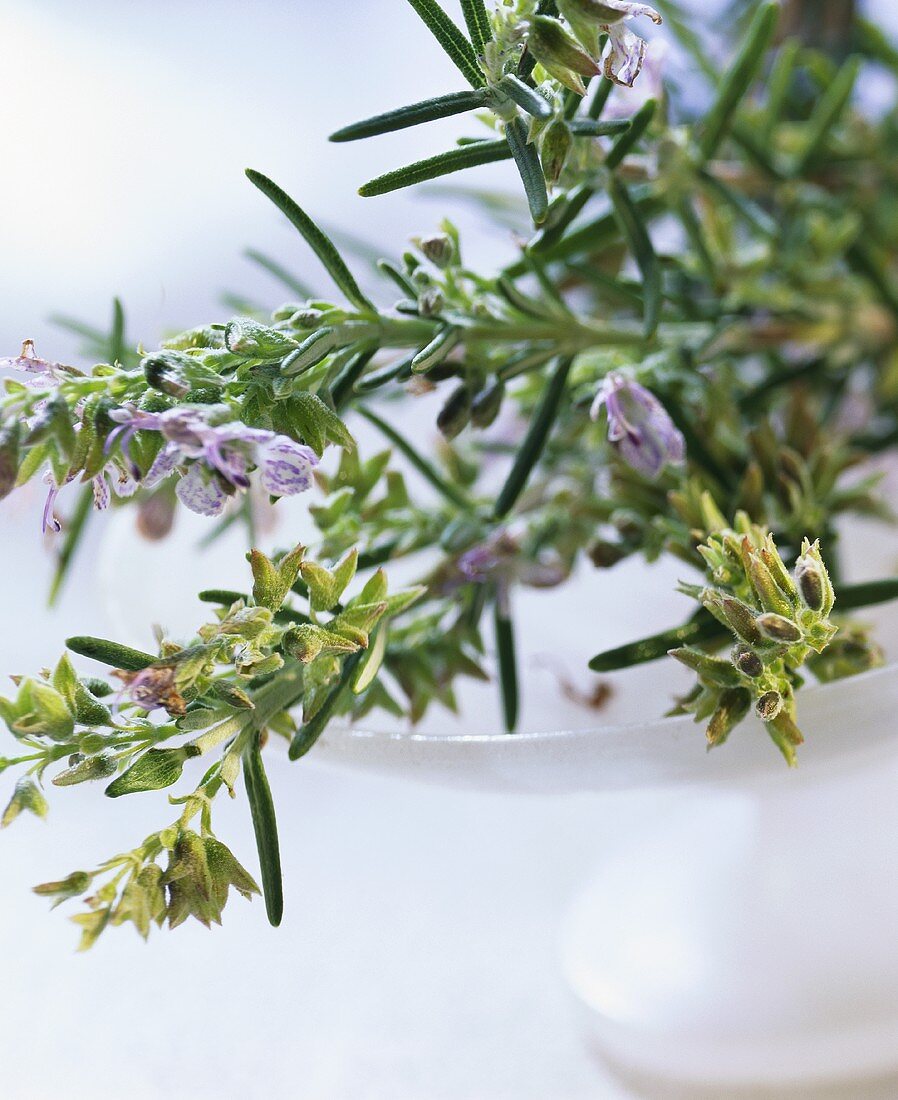 Rosemary with flowers in a white bowl