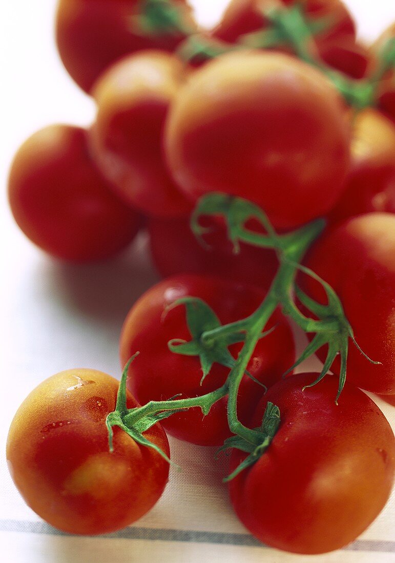 Frische Strauchtomaten auf hellem Tuch