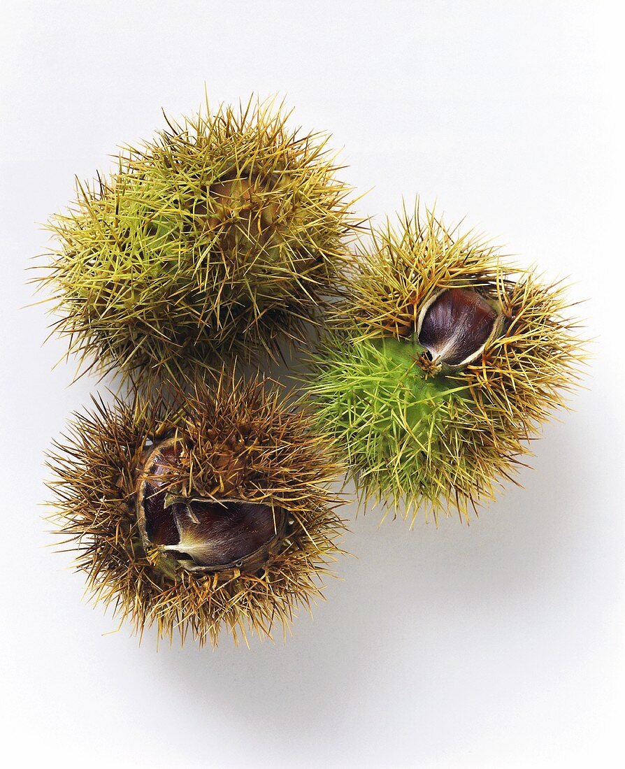 Three sweet chestnuts in their prickly shells