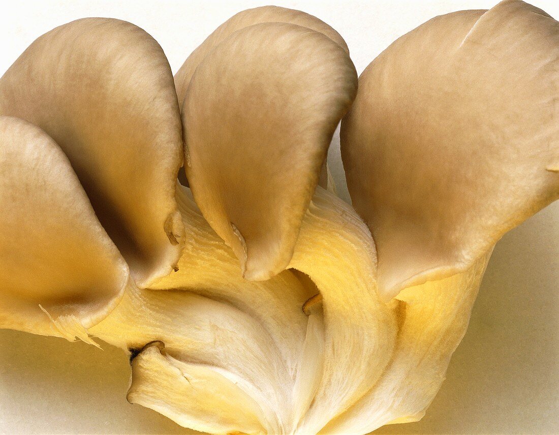 Oyster Mushrooms