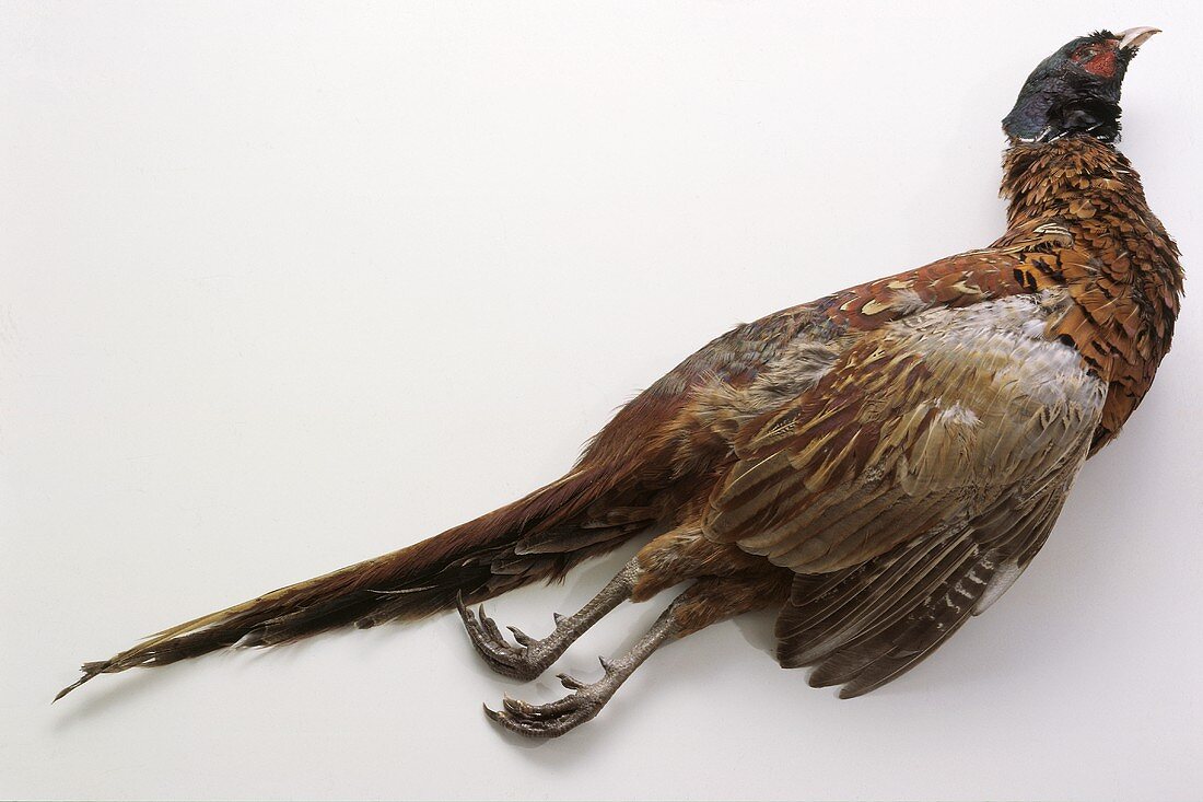 Pheasant with Feathers